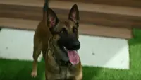 Backdrop to the movie "Dog" #888995