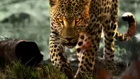 Backdrop to the movie "Living with Leopards" #705219