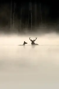 Whispers in the Woods