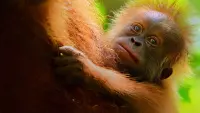 Backdrop to the movie "Secret Lives of Orangutans" #547883