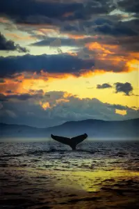 Poster to the movie "The Loneliest Whale: The Search for 52" #1021010