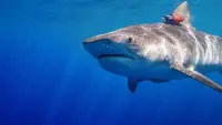 Backdrop to the movie "Maui Shark Mystery" #849993