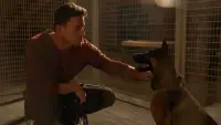 Backdrop to the movie "Dog" #888985