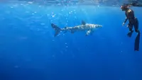 Backdrop to the movie "Maui Shark Mystery" #849989