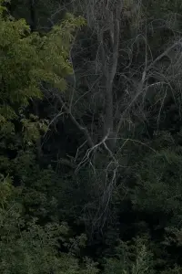 Poster to the movie "The Smell of Lilac" #1009817