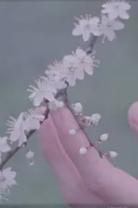 Trees That Come to Me in My Dreams