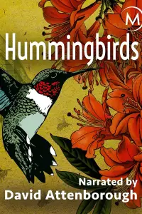 Poster to the movie "Hummingbirds: Jewelled Messengers" #984933