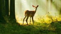 Backdrop to the movie "Bambi, l