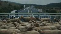 Backdrop to the movie "Shepherds" #705993