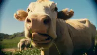 Backdrop to the movie "COWS ON CAM" #742148