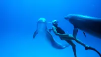Backdrop to the movie "Dolphin Man" #824781