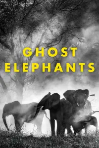 Ghost Elephants