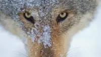 Backdrop to the movie "Wolf: Wanderer Without Borders" #762132