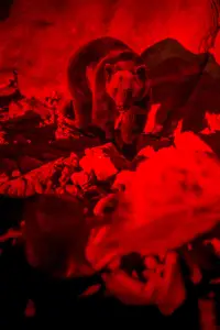 Poster to the movie "Savage Hunt" #609208