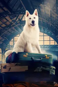 The Travelling Dog
