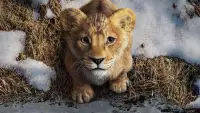 Backdrop to the movie "Mufasa: The Lion King" #723453