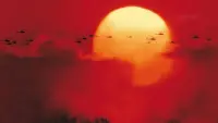 Backdrop to the movie "Apocalypse Now" #740111