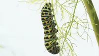 Backdrop to the movie "Metamorphosis" #703390