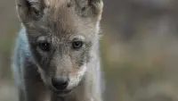 Backdrop to the movie "Wolf: Wanderer Without Borders" #762133