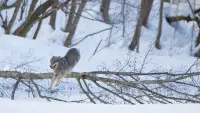 Backdrop to the movie "Wolf: Wanderer Without Borders" #762134