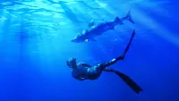Backdrop to the movie "Maui Shark Mystery" #849987