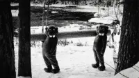 Backdrop to the movie "Hundreds of Beavers" #821629