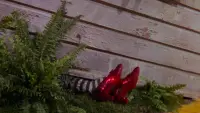 Backdrop to the movie "The Wizard of Oz" #657550