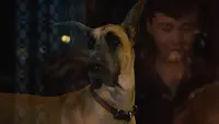 Backdrop to the movie "Marmaduke" #781488