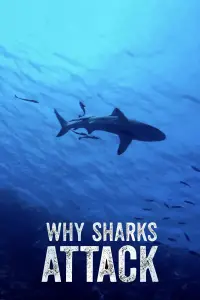 Poster to the movie "Why Sharks Attack" #1210151