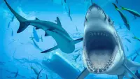 Backdrop to the movie "Sharks: Monster of the Media" #773589