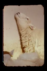 Poster to the movie "Lamb" #731071