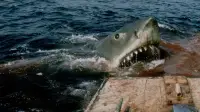 Backdrop to the movie "Jaws" #521045