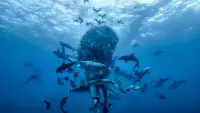 Backdrop to the movie "Ocean with David Attenborough" #775637