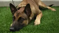 Backdrop to the movie "Dog" #888996