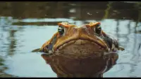Backdrop to the movie "Cane Toads: The Conquest" #896879