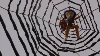 Backdrop to the movie "Coraline" #739303