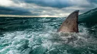 Backdrop to the movie "Sharks of the North" #803272