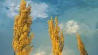 Backdrop to the movie "Poplars" #872781