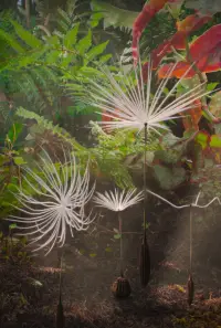 Poster to the movie "Dandelion