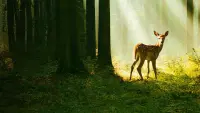 Backdrop to the movie "Bambi, l