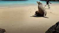 Backdrop to the movie "Guardians of the Galapagos" #747574