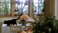 Backdrop to the movie "Practical Magic" #835087