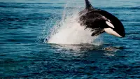 Backdrop to the movie "Orca Vs. Great White" #1014876