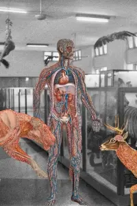 Poster to the movie "Myanmar Anatomy" #366661