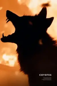 Poster to the movie "Coyotes" #550076