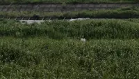 Backdrop to the movie "Asako I & II" #782980