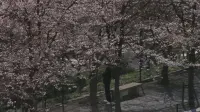 Backdrop to the movie "Blue Spring" #772673