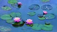 Backdrop to the movie "Water Lilies by Monet" #803680