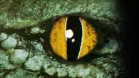Backdrop to the movie "Crocodile" #824675