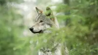 Backdrop to the movie "Wolf: Wanderer Without Borders" #762141